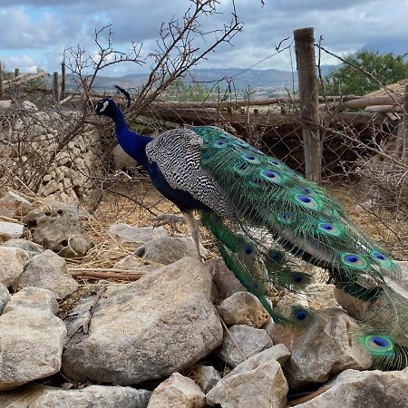 Appartamento Kleines Refugium Unter Palmen. Custonaci Esterno foto