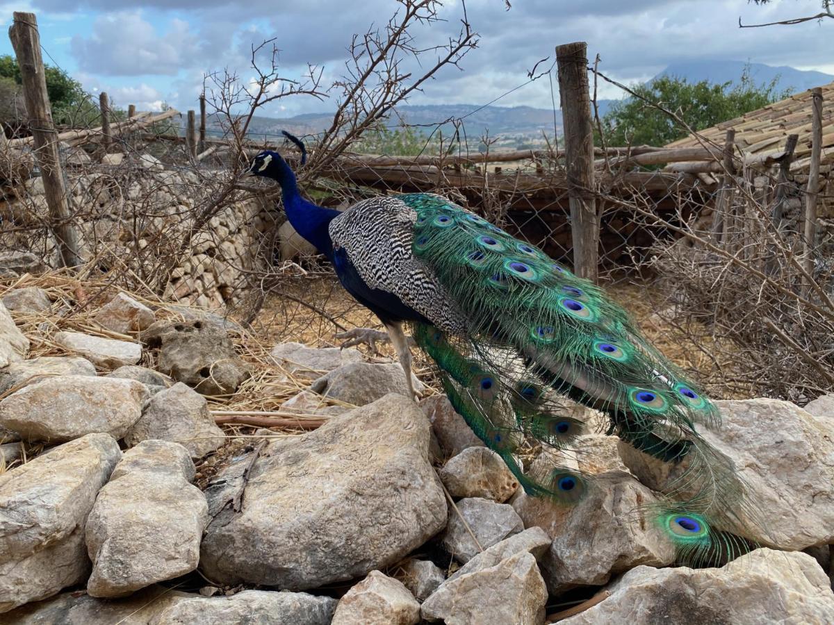 Appartamento Kleines Refugium Unter Palmen. Custonaci Esterno foto